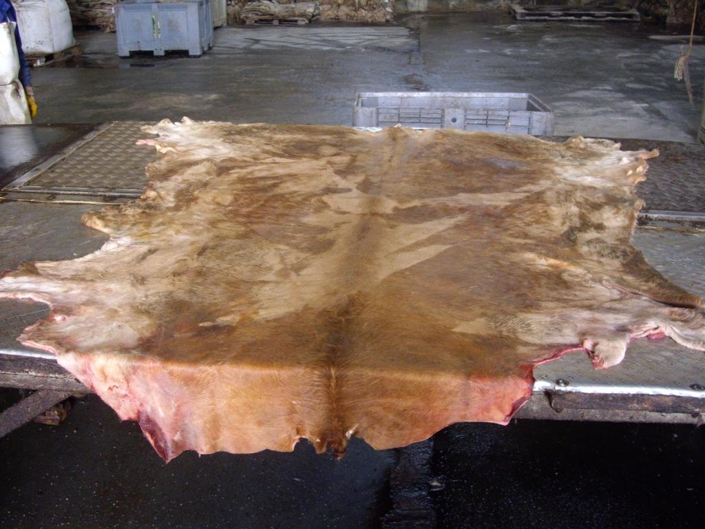 Salted Cowhide