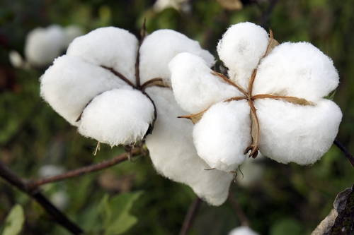 cotton