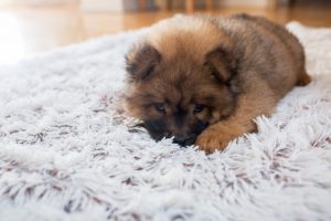 Baby chow dog resting on white rug.