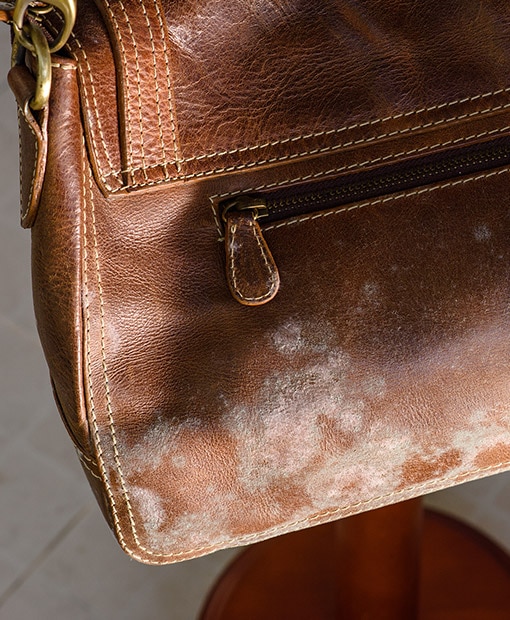 Mould & Odour Removal from Bags in Toronto